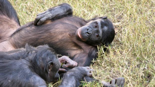 Fêmea de bonobo descansa na relva: em experiência conduzida na Bélgica, macaca superou chipanzés, considerados mais inteligentes