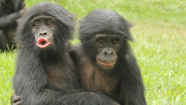 bonobo