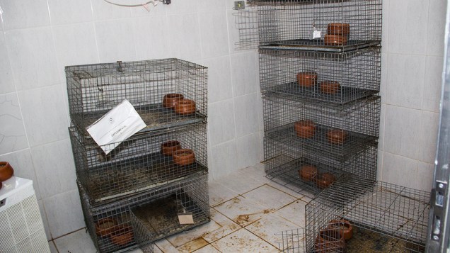 Os ativistas arrombaram gaiolas e retiraram dezenas de cães da raça beagle, que foram levados para clínicas veterinárias particulares da região Os ativistas arrombaram gaiolas e retiraram dezenas de cães da raça beagle, que foram levados para clínicas veterinárias particulares da região