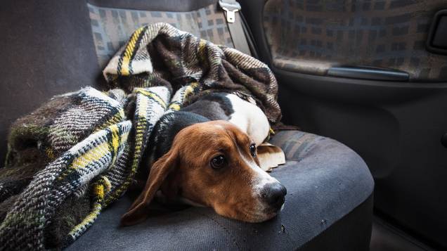 Os ativistas arrombaram gaiolas e retiraram dezenas de cães da raça beagle, que foram levados em carros a clínicas veterinárias particulares da região