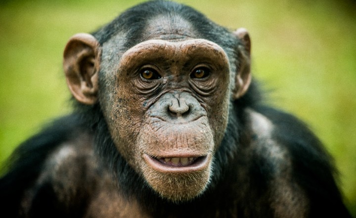 Semelhanças entre o chimpanzé e o homem - Mundo Educação