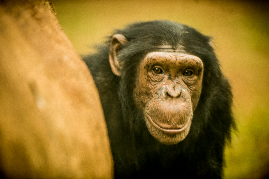 Alguns chimpanzés da Guiné chegaram a ingerir até 90 mililitros de álcool em um dia