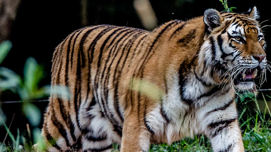 O tigre-siberiano, uma das principais espécies ameaças de extinção, teve seu genoma sequenciado pela primeira vez