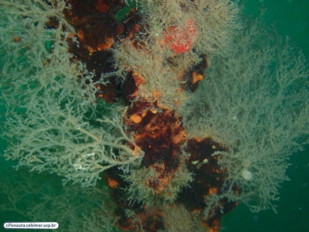 <p>Os briozoários são invertebrados abundantes e complexos. Ocupam praticamente todo o ambiente marinho, mas são mais comuns nas águas rasas e mares tropicais</p>