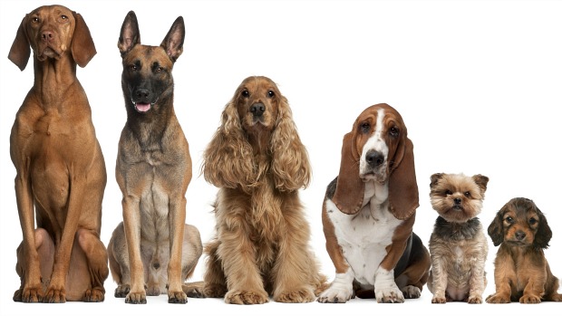Inteligência cognitiva: os cães conseguem inferir situações e podem até mesmo modelar o latido para se comunicarem com os donos