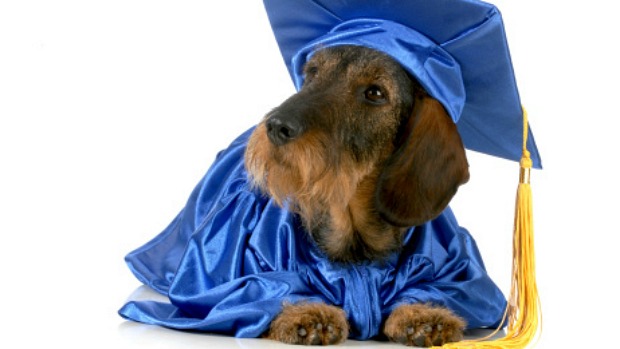 Cachorro com beca