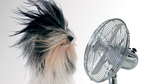 Cachorro e ventilador