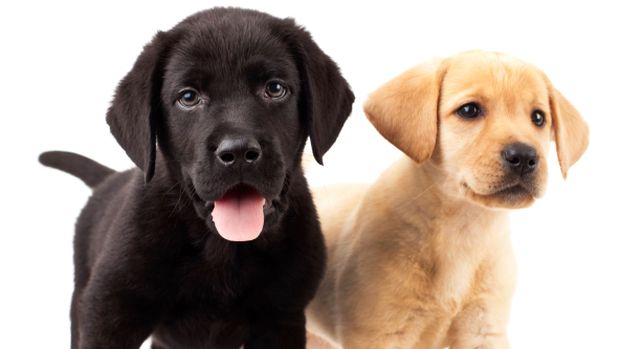 Movimento e emoção: cães tendem a abanar a cauda para a direita quando estão felizes e para a esquerda quando se sentem nervosos ou ansiosos
