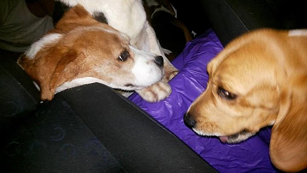 Imagens de cães retirados do Instituto Royal foram postadas nas redes sociais Imagens de cães retirados do Instituto Royal foram postadas nas redes sociais