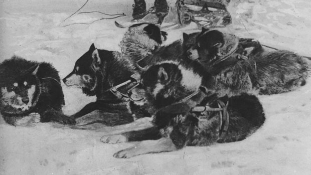 Cães da expedição Amundsen, em 1911-1912: dos 52 animais que iniciaram a travessia, apenas onze sobreviveram