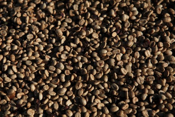Café descafeínado desenvolvido no Brasil tem o mesmo gosto do café comum