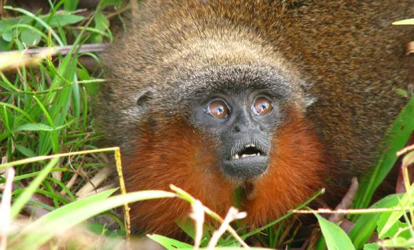Nova espécie de macaco é descoberta na floresta amazônica VEJA