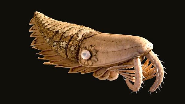 25/05/2011.- Científicos de la universidad estadounidense de Yale han descubierto en Marruecos los fósiles de unas "extrañas" criaturas gigantes que habitaron los mares de la Tierra en el periodo ordovícico, hace entre 488 y 472 millones de años.