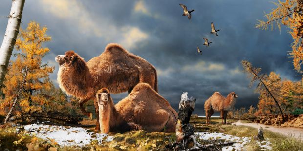 Camelos do ártico