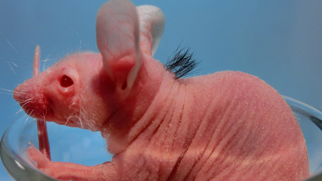 Cientistas japoneses conseguiram fazer com que fios de cabelo humanos nascessem nas costas de um camundongo sem pelos