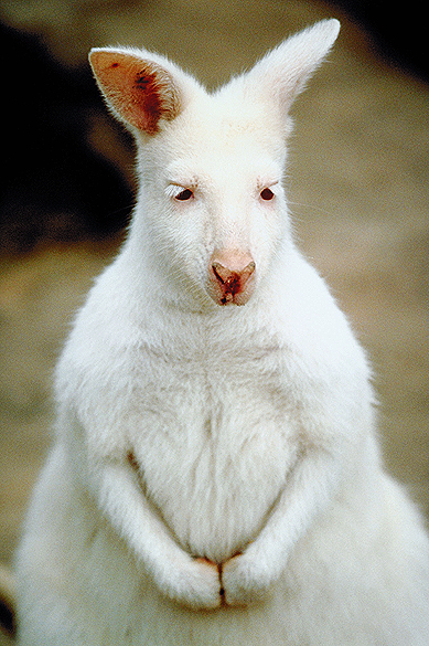 Filhote albino de canguru é visto no zoológico de Broerup, na Dinamarca