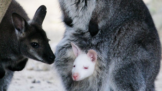 Raro canguru albino, é carregado pela sua mãe no Zoológico de Valbrembo, na Itália