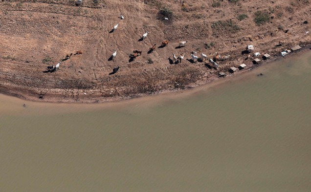 <p>Animais nas margens da represa de Jaguari, parte do Sistema Cantareira, em Bragança Paulista</p>