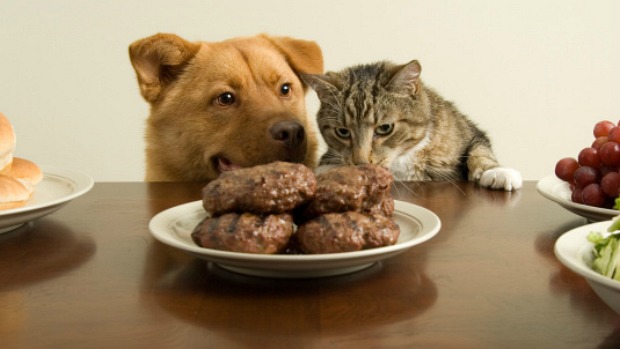 Donos de cães e gatos costumam se perguntar se dar "comida de gente" aos pets prejudica a saúde animal