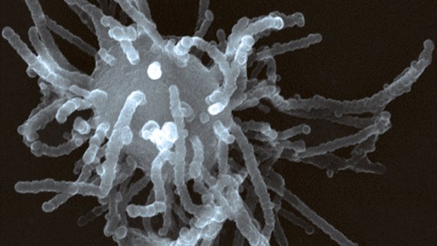Chave do enigma: o organismo unicelular protista Capsaspora owczarzaki, parente próximo dos animais