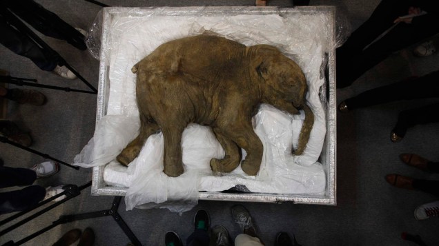 Carcaça de Lyuba, um filhote de mamute com mais de 40 000 anos