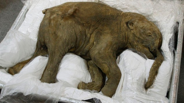 Lyuba, filhote de mamute cuja carcaça foi encontrada em 2007, é exposta para imprensa em Hong Kong