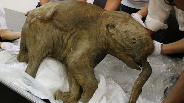 Lyuba, filhote de mamute cuja carcaça foi encontrada em 2007, é exposta para a imprensa em Hong Kong