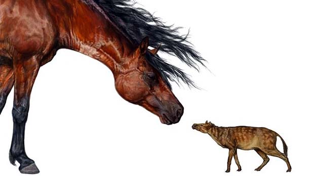 Ilustração mostra um cavalo ao lado de seu ancestral Sifrhippus, que tinha o tamanho de um gato