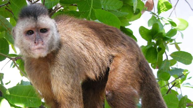 cebus kaapori macaco primata amazônia