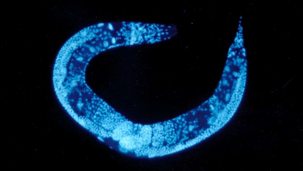 O verme Caenorhabditis elegans