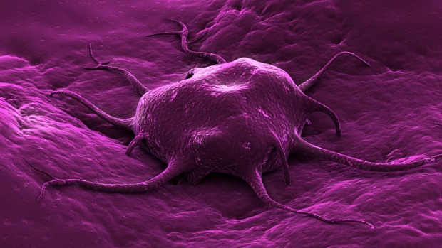 Cientistas conseguiram manter células do câncer vivas por dois anos em laboratório