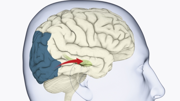 Na ilustração, a área cerebral que processa a visão está destacada em azul