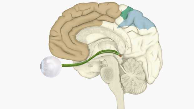 Áreas do cérebro que recebem informações sensoriais