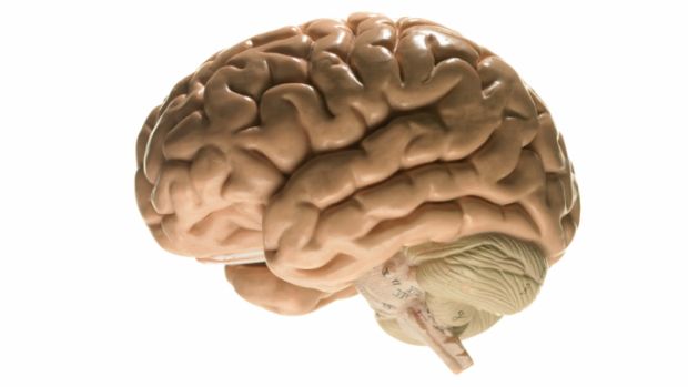 cerebro idiomas suécia