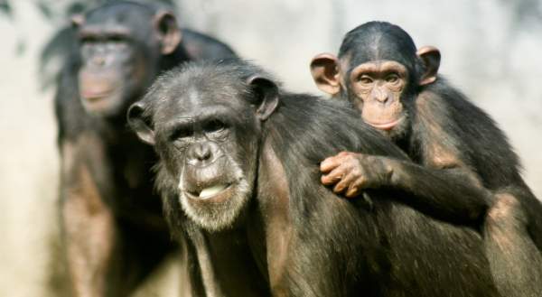 Chimpanzé e filhote. Cientistas afirmam que diferenças entre a espécie e os humanos está na complexidade das conexões cerebrais