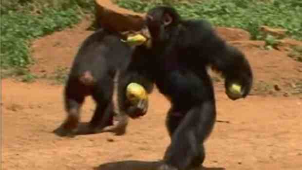 Chimpanzé anda sobre duas pernas durante experimento: vantagem em tempos de comida escassa