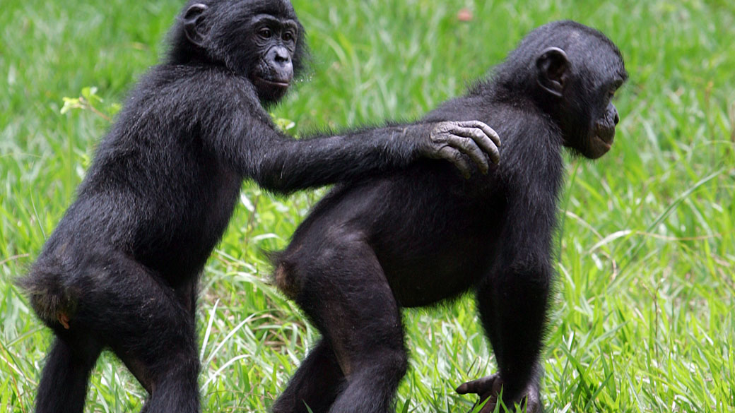 Espécie de chimpanzé banobo