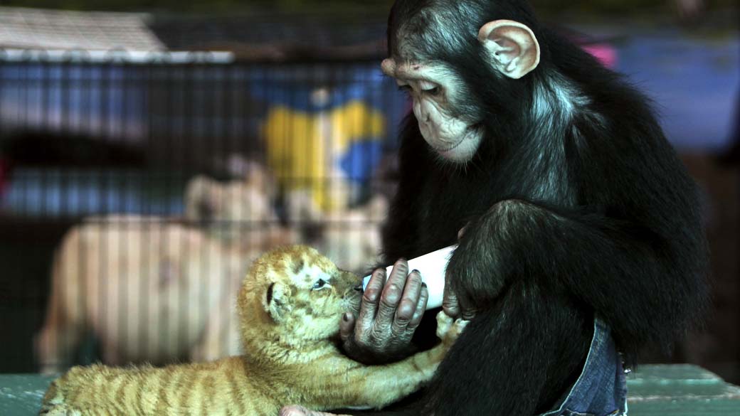 Chimpanzé alimenta um filhote de tigre dourado, em mini zoológico na cidade de Samutprakan, Tailândia: percepção de sua própria existência e do mundo ao seu redor