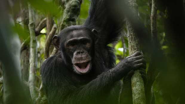 Chimpanzé no Triângulo Goualougo: características como uso de ferramentas e ingenuidade fascinam os pesquisadores
