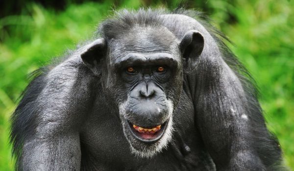 Chimpanzés avaliam grupo rival e, se estiverem em maior número, atacam