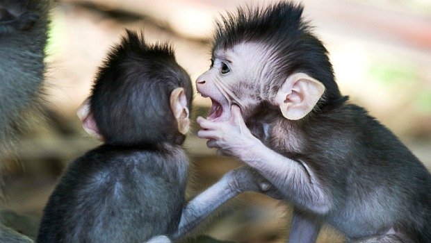 Bebê macaco chimpanzé atrás das grades