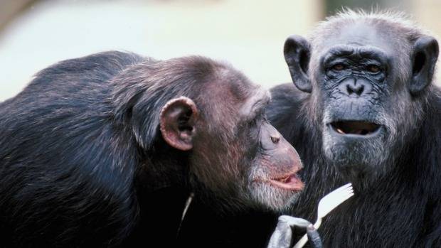 Macacos têm mais relações homossexuais quando vivem sob estresse, diz estudo