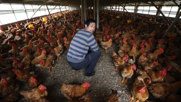 Fazendeiro inspeciona galinheiro em Jiaxing, província de Zhejiang: H7N9, novo vírus da gripe aviária, já causou 22 mortes na China