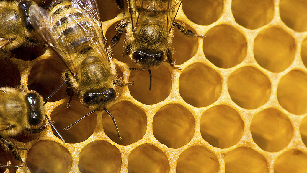 Abelhas estão entre os principais afetados pelo uso de pesticidas