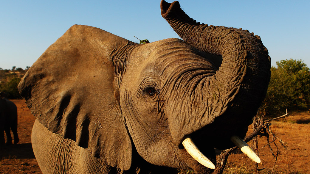 Elefante-africano: para os pesquisadores, essa capacidade pode vir do fato de eles viverem em uma sociedade na qual apoio, empatia e ajuda são essenciais para a sobrevivência