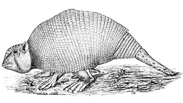 <p>Imagem do que seria um Panochthus da espécie tuberculatus</p>