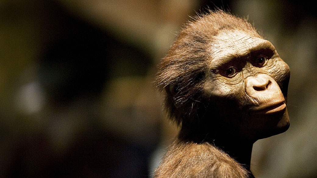 Escultura de um hominídeo 'Australopithecus afarensis'. O 'Australopithecus afarensis' diferencia-se se eu antecessor, o 'Australopithecus anamensis', devido à variedade dos tipos de plantas em sua dieta