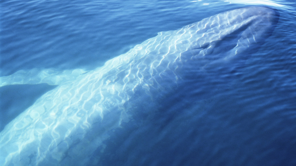Também conhecida como “baleia dos 52 Hertz” ela se movimenta nos oceanos como a baleia azul (foto)