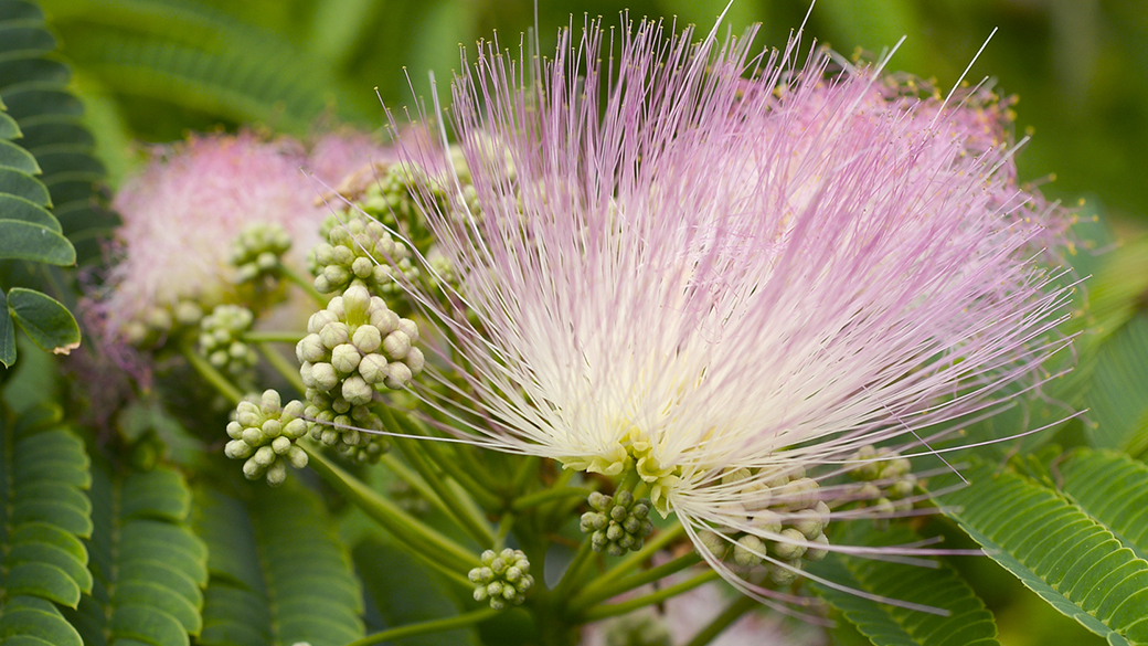 Mundo vegetal: Plantas podem se comunicar por meio de compostos voláteis