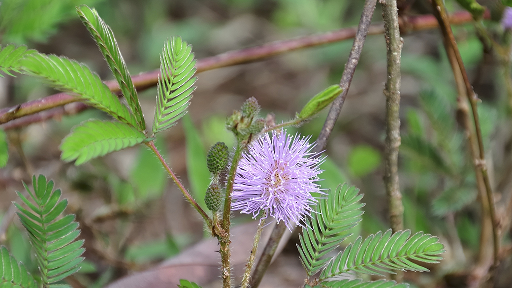 Mimosa pudica